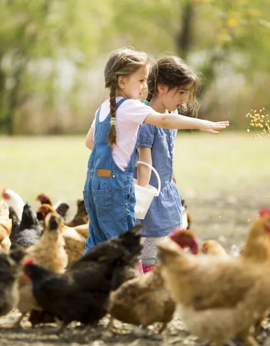 two little girls feeding chickens