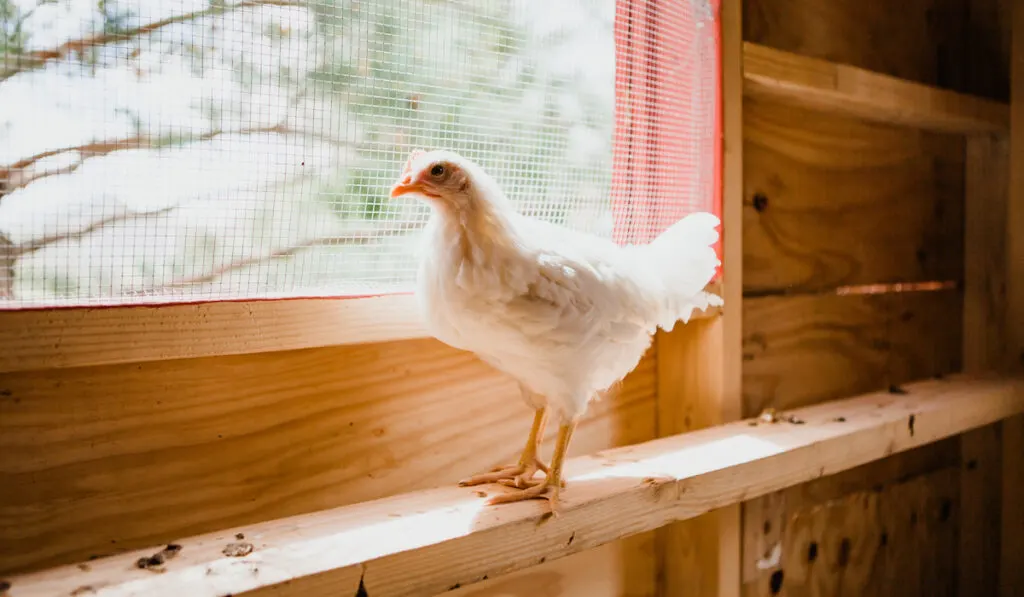 white chicken alone in coop