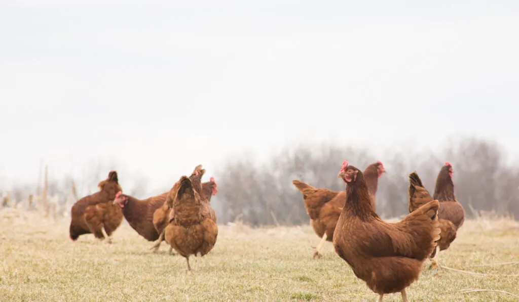Herd of new Hampshire chickens in an open field