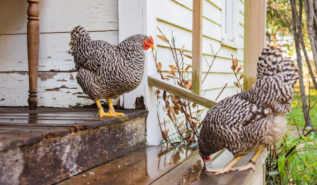 plymouth rock chickens