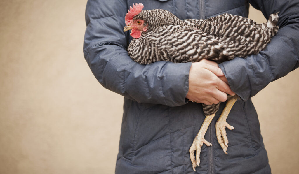 woman carrying a big chicken