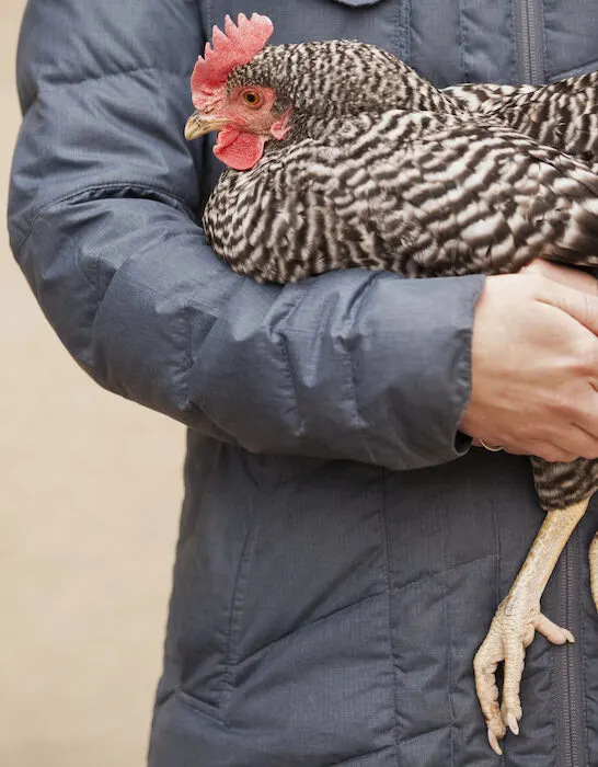 woman carrying a big chicken