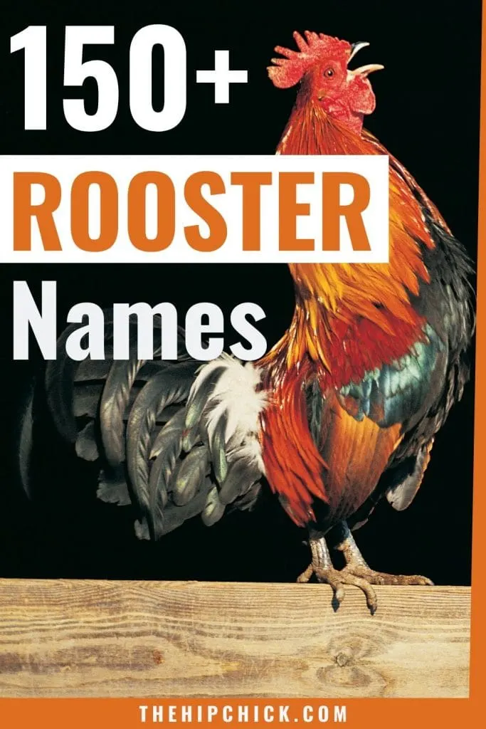 Over 150 Awesome Rooster Names For Your Male Chicken The Hip Chick