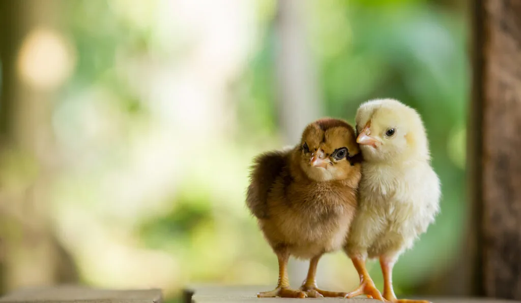 free range chicks