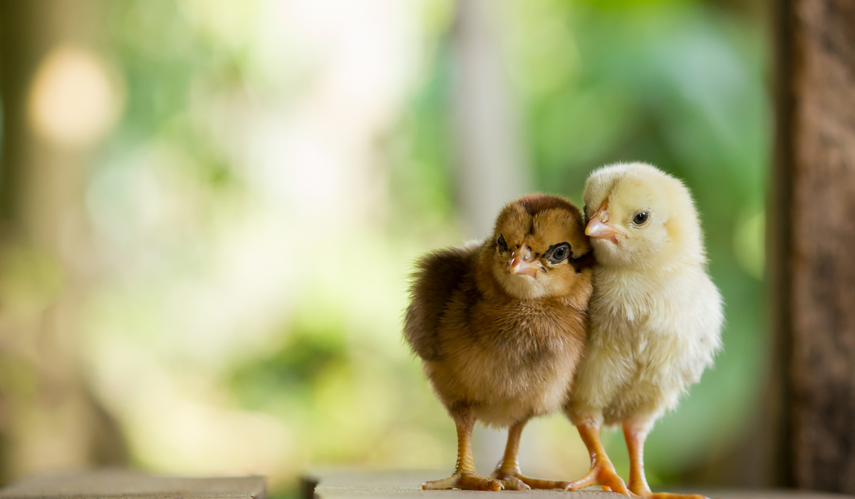 can-baby-chicks-eat-mealworms-the-hip-chick