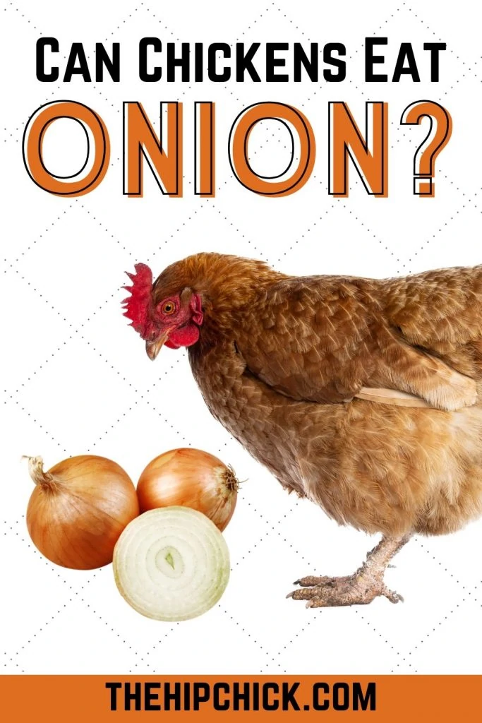 Pinterest Pin - Can Chickens eat onion