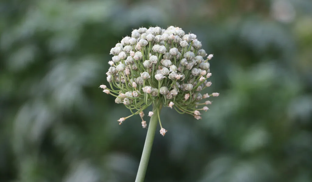 onion flower 