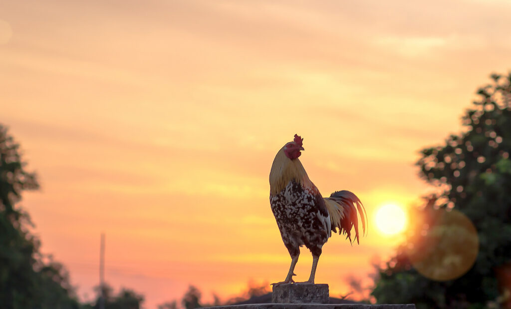 rooster perching with sunset on the background
