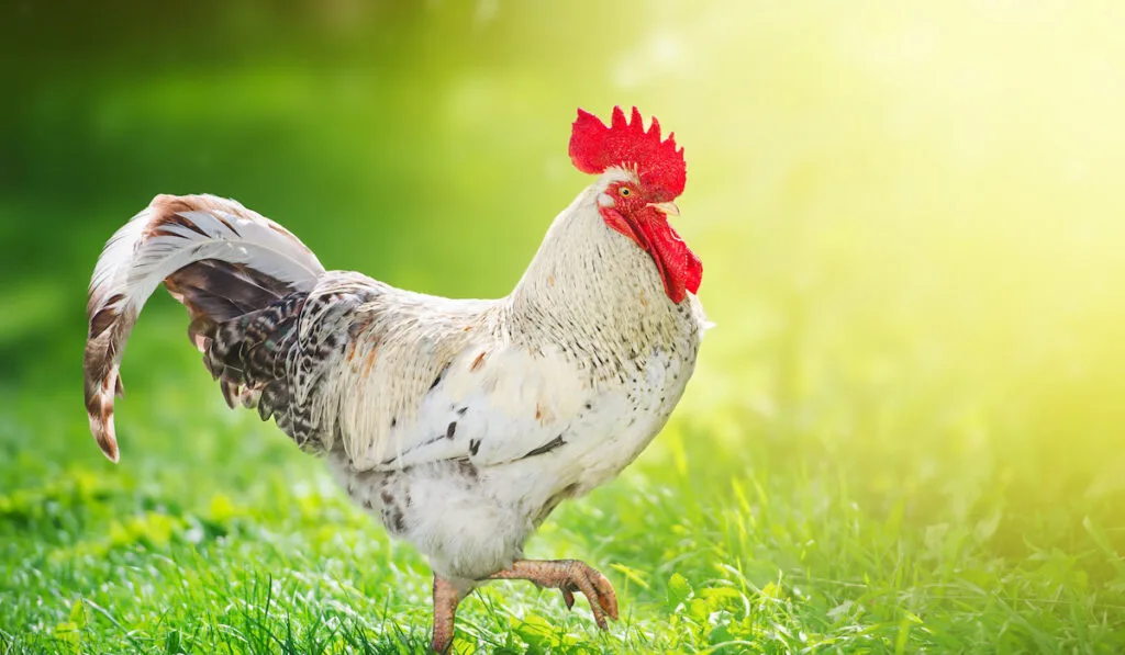 rooster posing walking against light green nature background