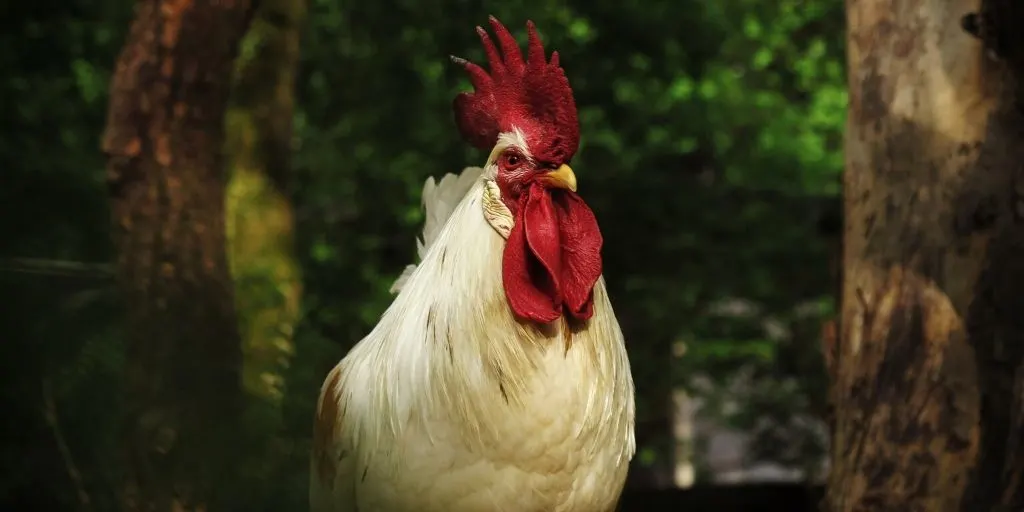 Over 150 Awesome Rooster Names For Your Male Chicken The Hip Chick