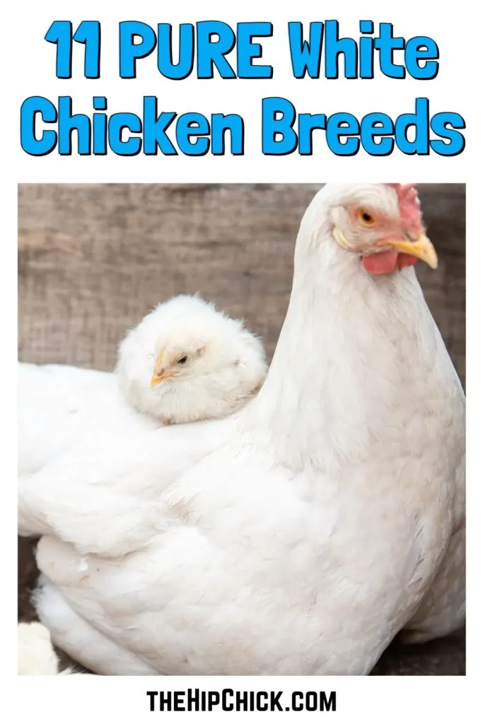 11 All White Chicken Breeds You Will Love! - The Hip Chick
