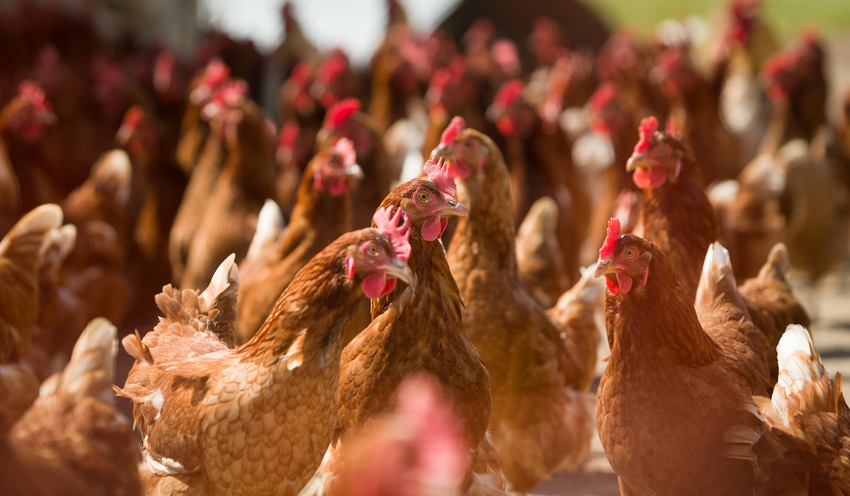 550+ Names for your Pet Chicken The Hip Chick