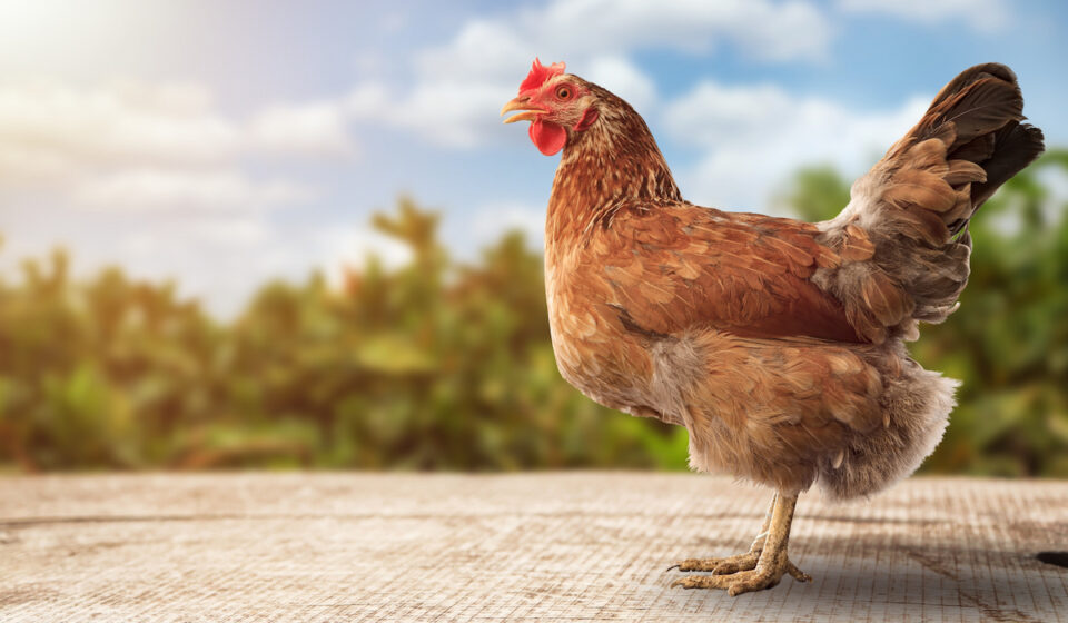550+ Names for your Pet Chicken The Hip Chick