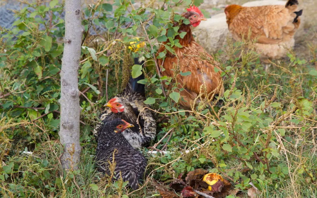 chickens resting comfortably