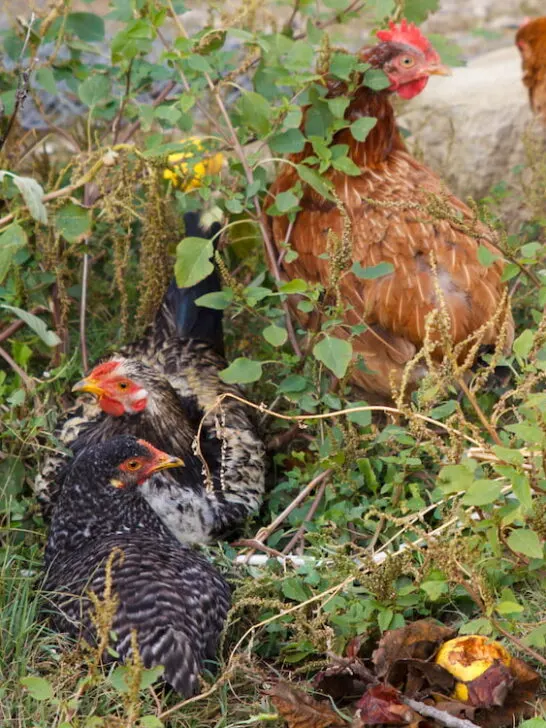 chickens resting comfortably