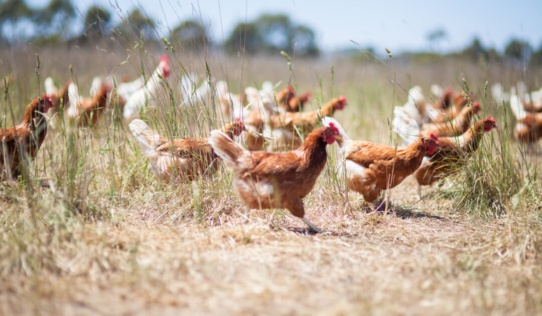Do Chickens Sweat + Tips for Keeping Chickens Cool in the Heat The