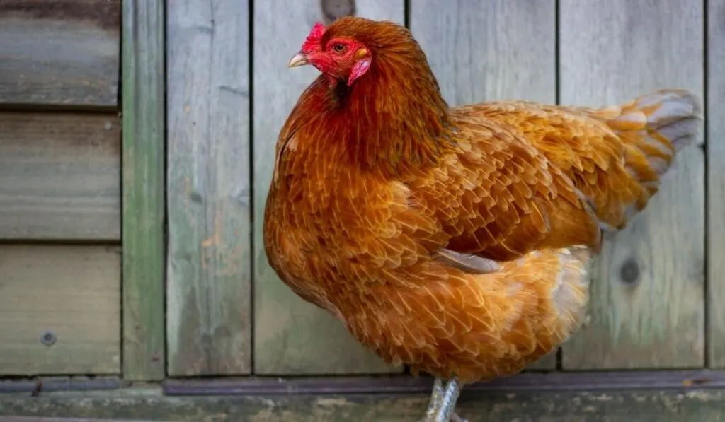 Ameraucana