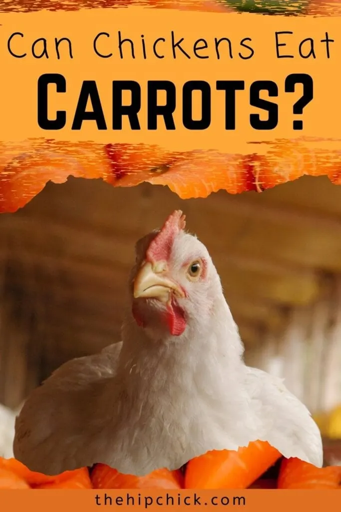 pinterest image - Can chickens eat carrots
