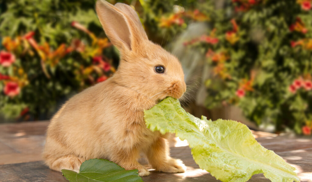 bunny eating a cabbage