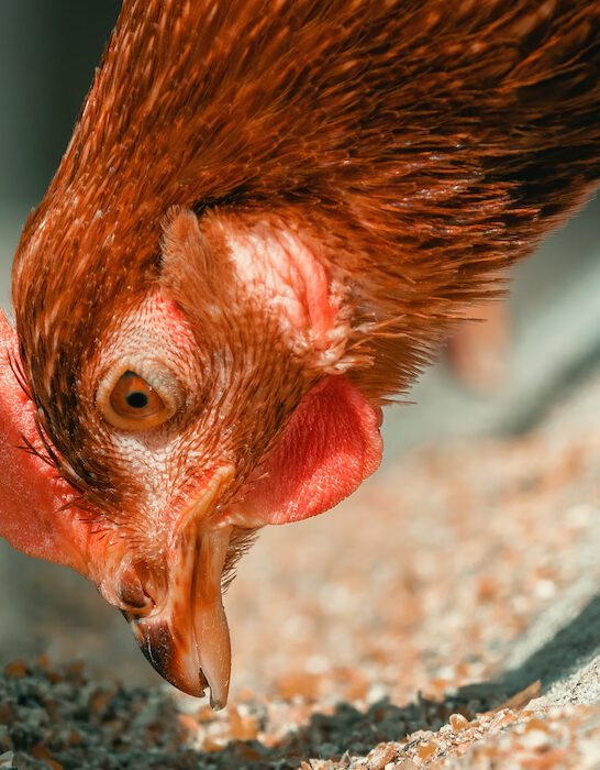 close up of chicken eating