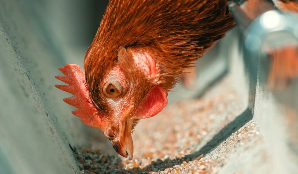 Foods Chickens Should Not Eat The Hip Chick