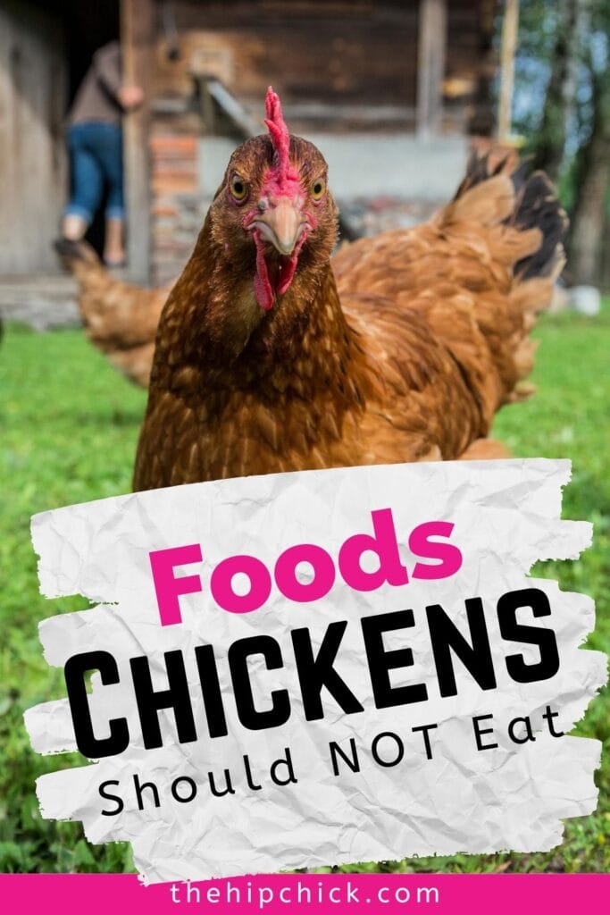 Foods Chickens Should Not Eat The Hip Chick
