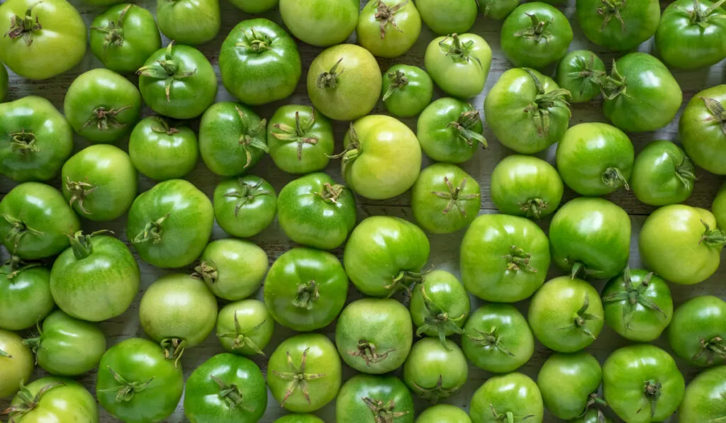 green tomatoes