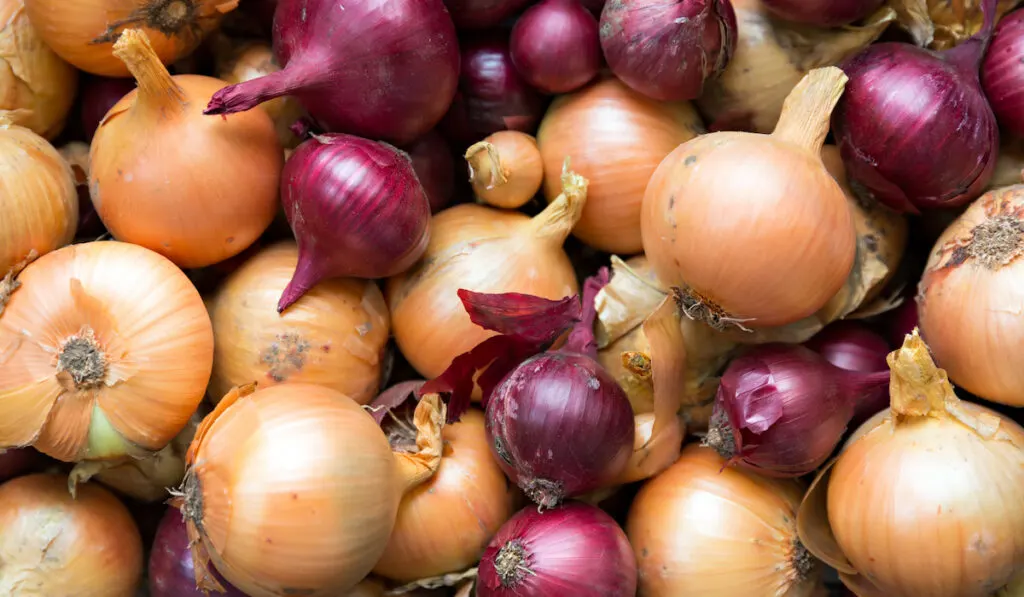 red and white onion