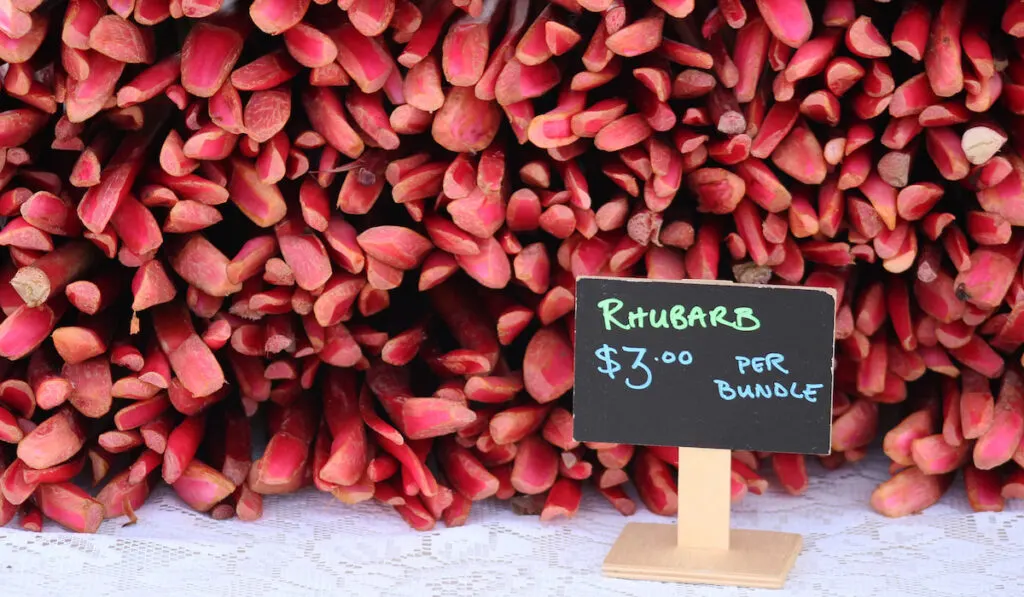 rhubarb for sale