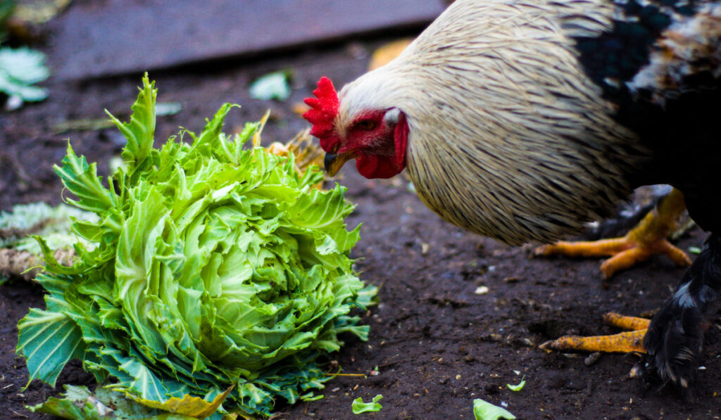 rooster pecking on a cabbage