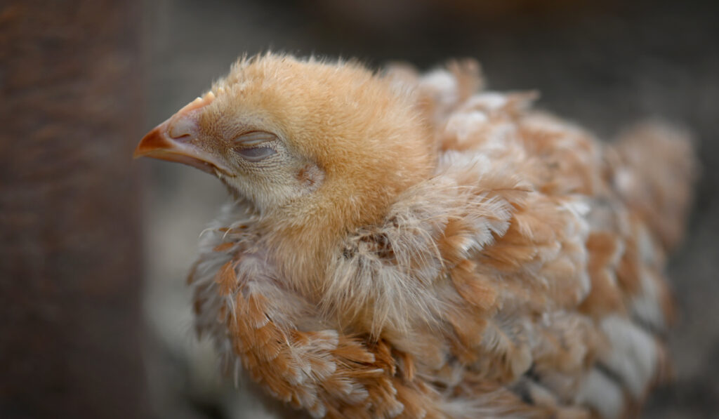 young chick with eyes closed