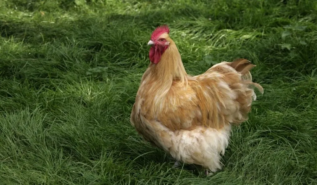 Buff-Orpington