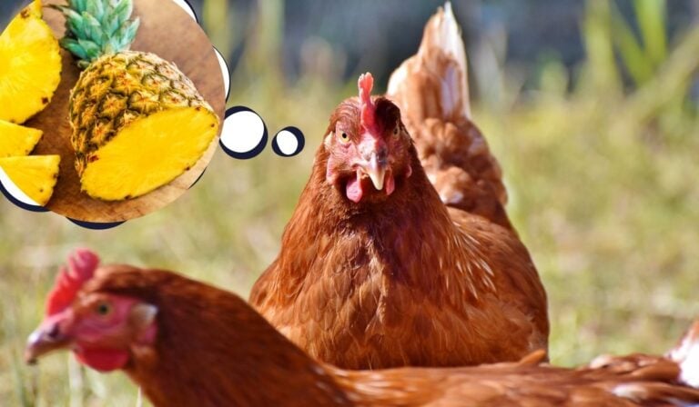 Can Chickens Eat Pineapple - The Hip Chick