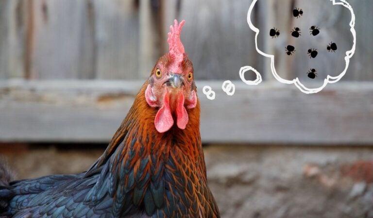 Can Chickens Get Fleas? - The Hip Chick