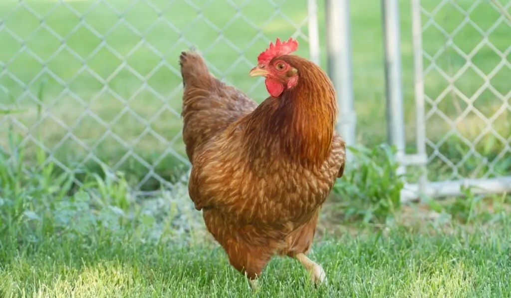 red chicken breeds