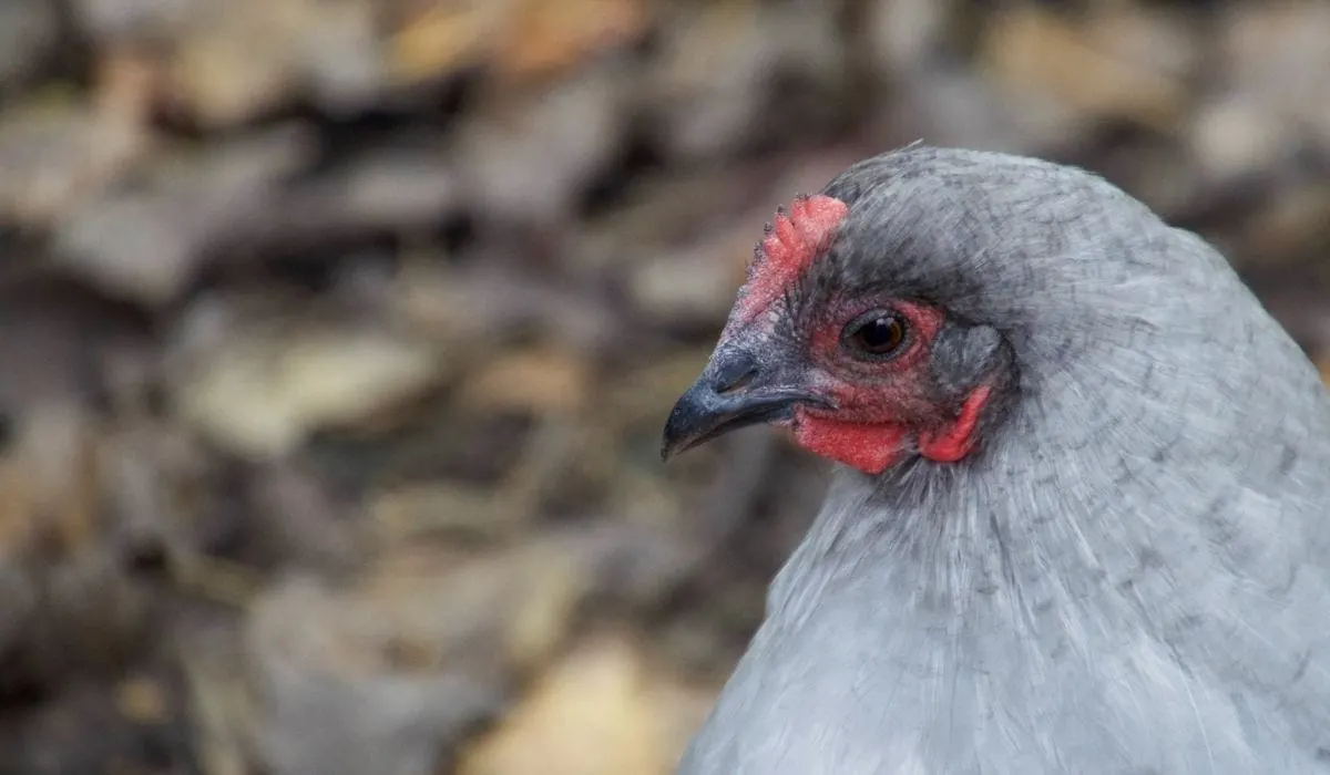 Lavender Orpington Chicken Breed Profile The Hip Chick