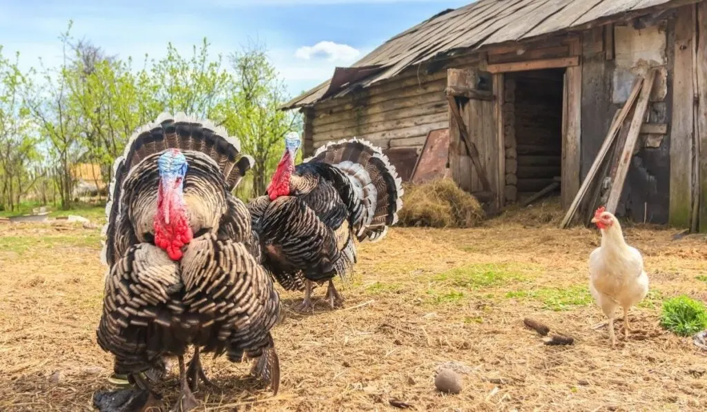 Turkeys-farmhouse