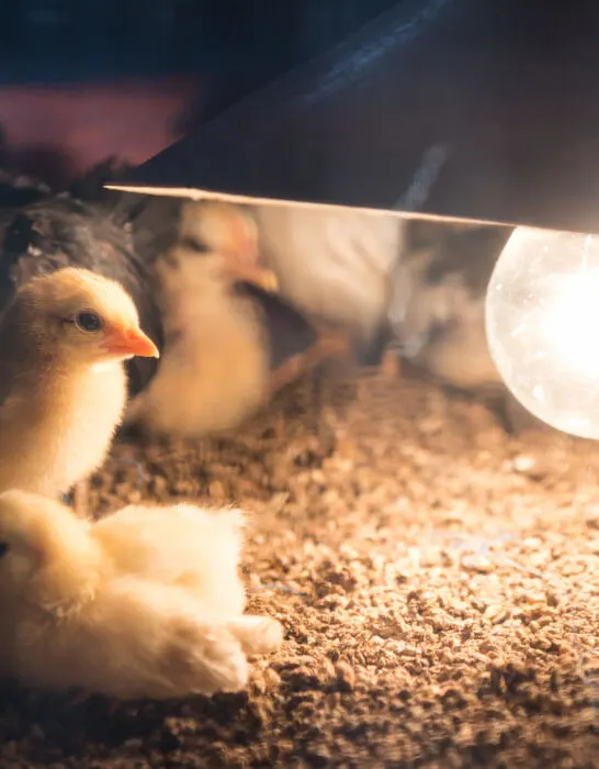 white chicks under a light lamp to warm its nest