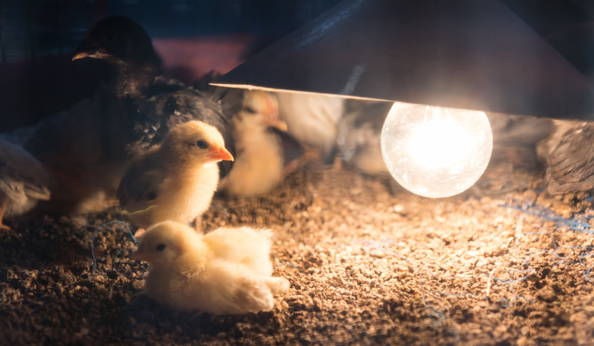 7 Best Heat Lamps for Chicks The Hip Chick