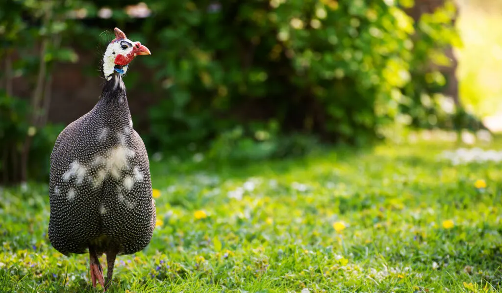 Guinea fowl grazing on green grass in the backyard