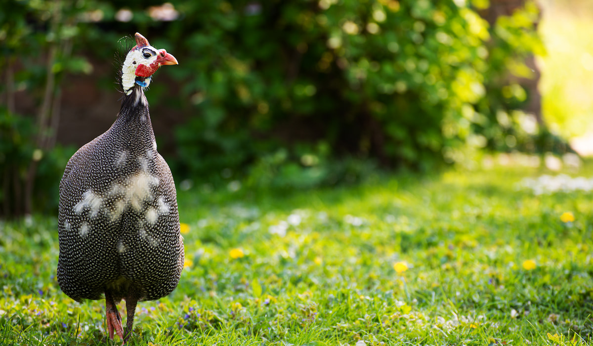Do Guinea Fowl Lay Eggs? The Hip Chick