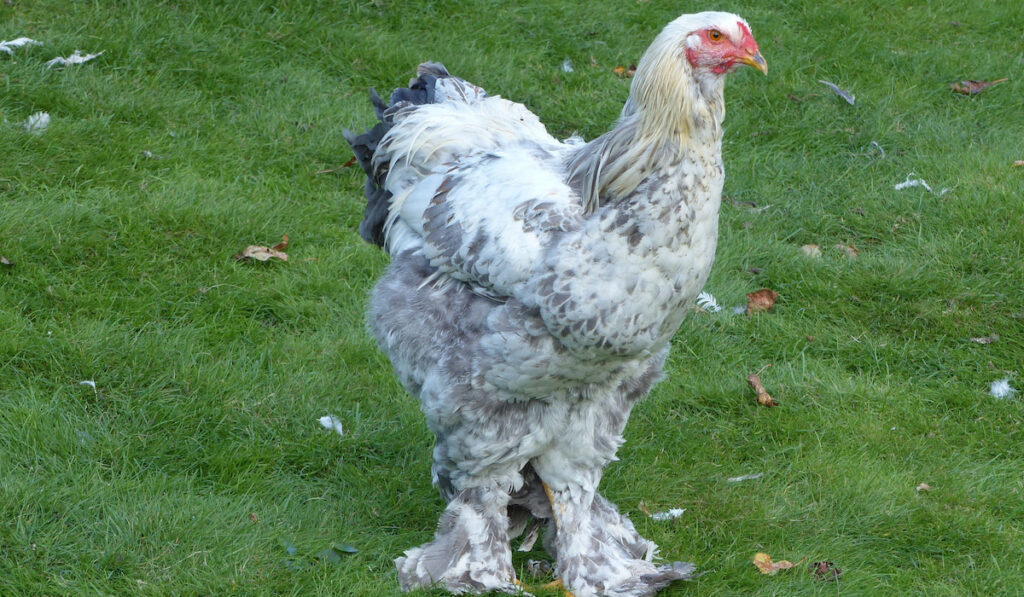 Brahma chicken roaming on the grass field