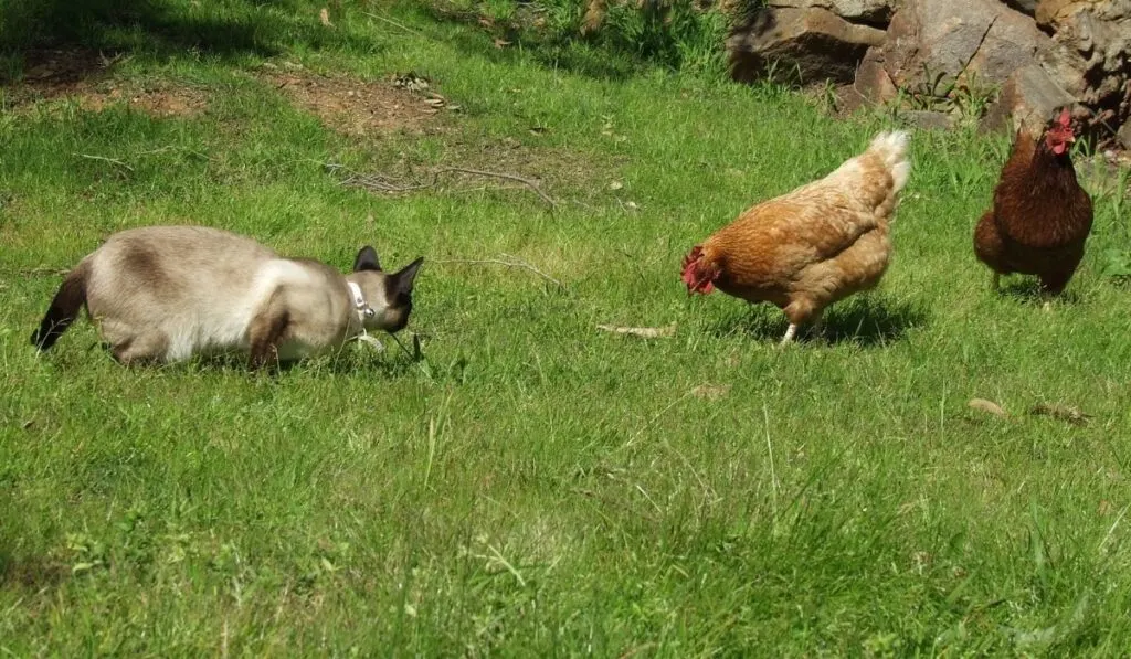 Do Cats Attack Chickens The Hip Chick