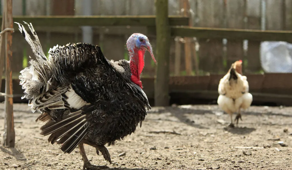 Big fat turkeycock walks at the paddock with a chicken on the background