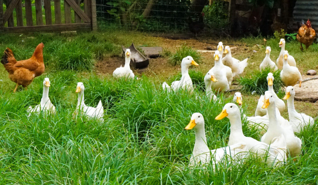 Chickens and Ducks in Organic Farm in Palenque Mexico