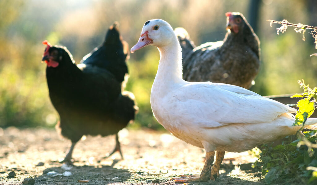 Ducks feed on traditional rural barnyard and chicken on the background on barn yard