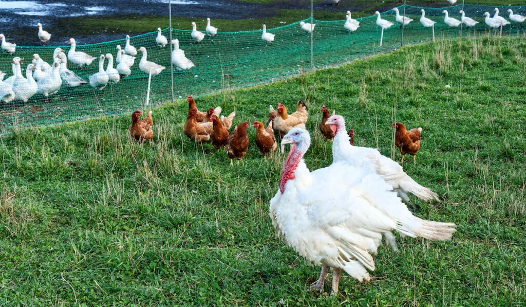Turkeys, chickens and ducks in a field
