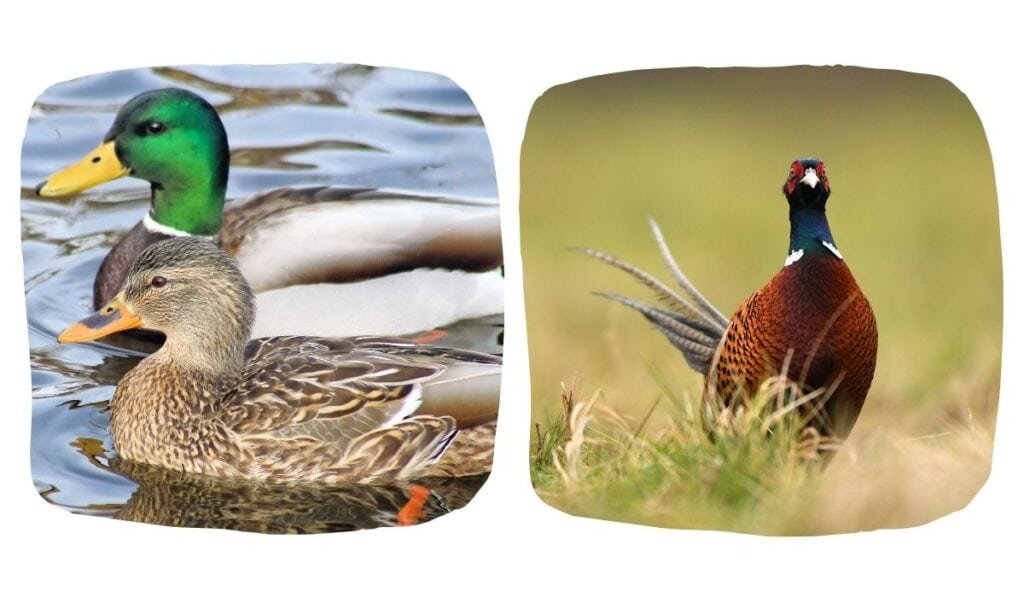 collage of ducks and pheasants photo