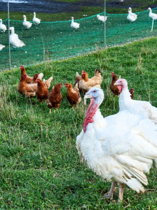 cropped-Turkeys-chickens-and-ducks-in-a-field-ss230130.jpg