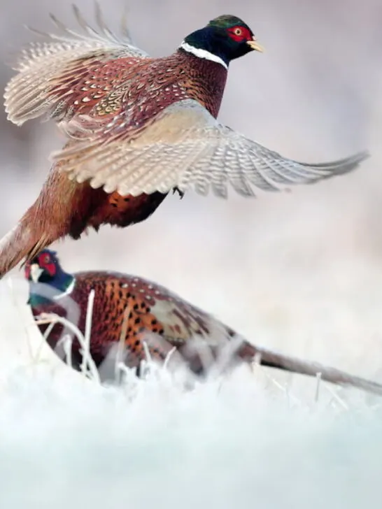 cropped-ring-necked-pheasants-ss230324.jpg